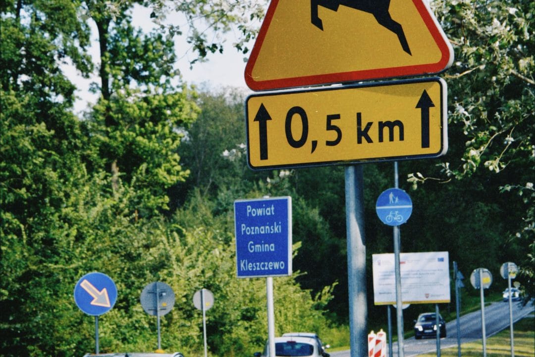 Kolizje ze zwierzętami jesienią: dlaczego ryzyko rośnie na polskich drogach i jak jeździć bezpieczniej o zmierzchu